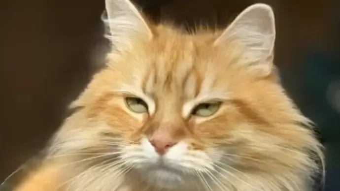 Who is 'Jebu': The Siberian member of Tarique Rahman's family