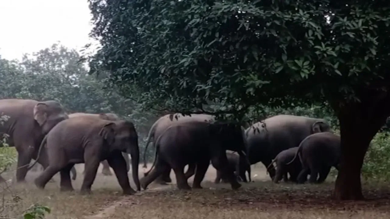Herd of 25 elephants wreaks havoc in Keonjhar’s Champua range; villagers and Forest officials on high alert