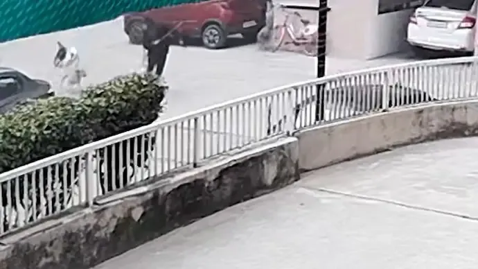 Ghaziabad man narrowly escapes after being chased by pack of stray dogs