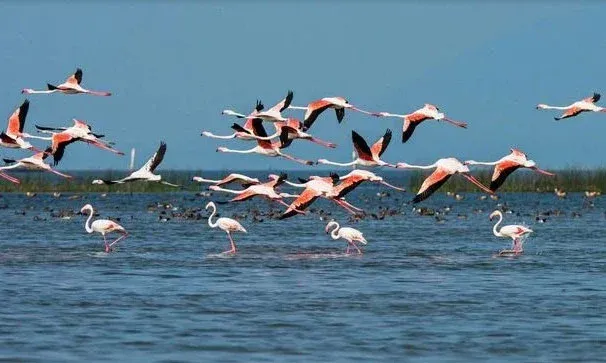 Bird Census 2026 Underway at Chilika Lake and Hirakud Dam in Odisha