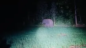 Tusker Rampages in Bonai: Human–Elephant Conflict Escalates as Homes Damaged