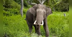 Youth killed in elephant attack in Khordha village