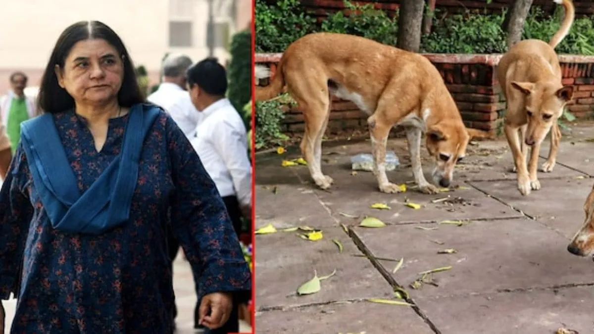 Supreme Court Slams Maneka Gandhi, Rules Kasab Did Not Commit Contempt in Stray Dogs Case