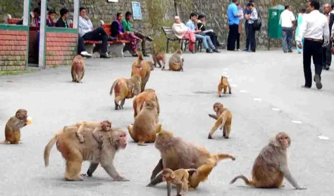 15 Monkeys Killed, Dozens Injured in Alleged Poisoning at Telangana Highway Dhaba