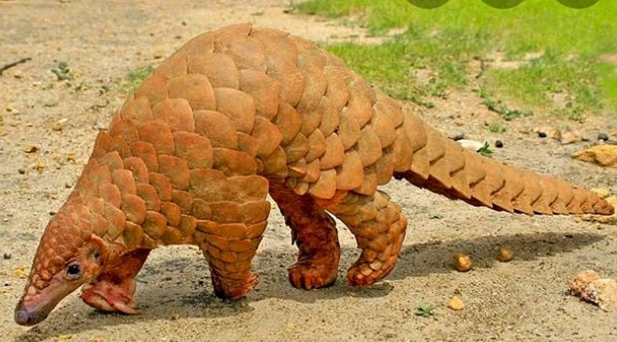 Kendrapara Pangolin Trafficking Case Intensifies, IIC Bandana Patra Under Scrutiny