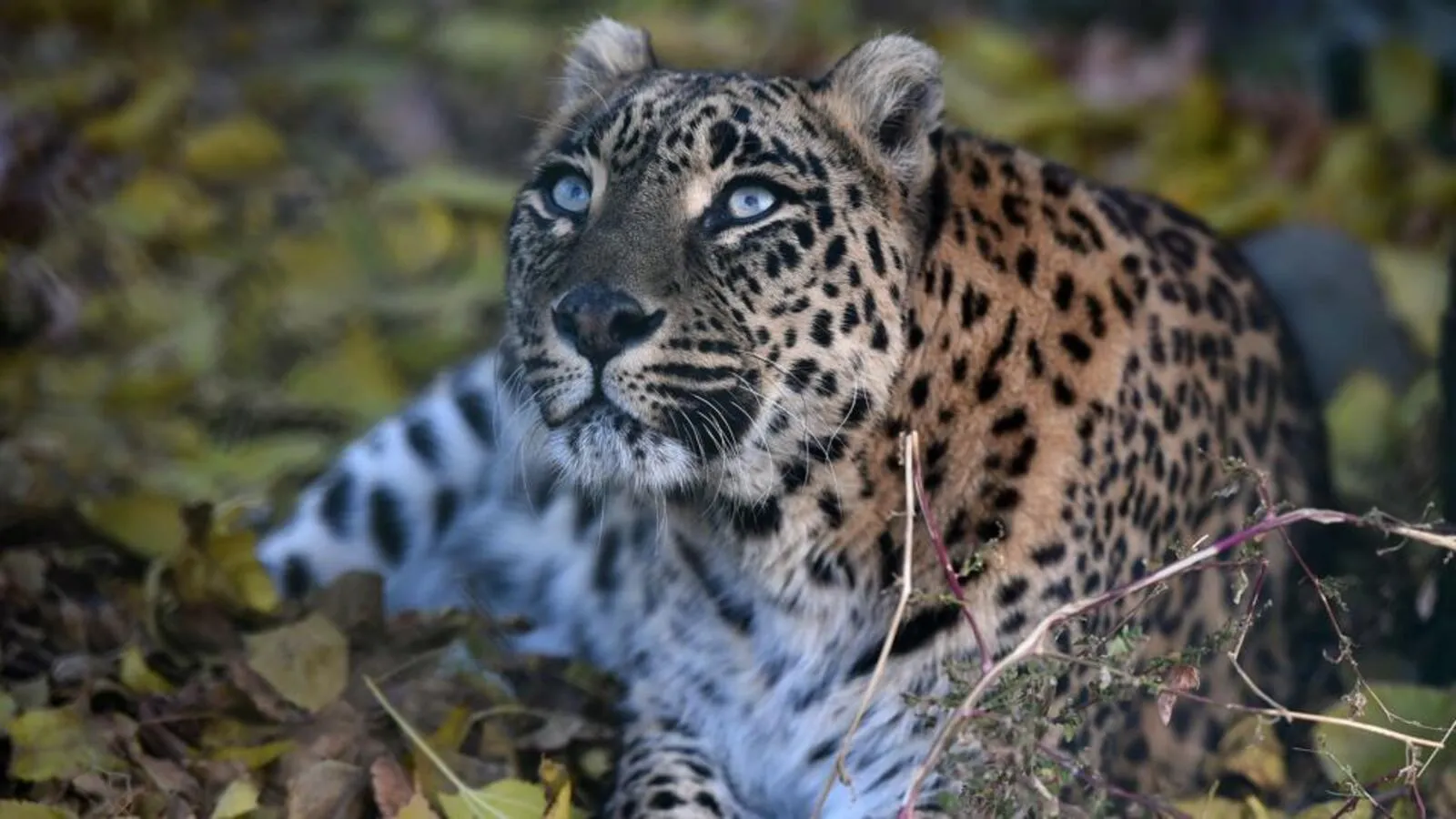 Leopard Killed, Youth Injured in Late-Night Human-Wildlife Clash in Odisha’s Narsinghpur