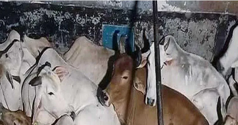 Odisha: Illegal Cattle Smuggling Thwarted Using Oil Tanker in Bhadrak