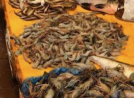 Koraput District Withdraws Republic Day Non-Vegetarian Food Ban