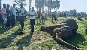 Female Elephant Found Dead in Muribahal Forest Range of Odisha’s Bolangir