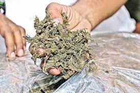 Two Ganja Peddlers Arrested at Bhubaneswar Railway Station After Sniffer Dog Alert