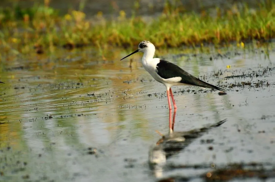 Odisha’s Chilika turns birdwatchers’ paradise as over 11 lakh migratory birds arrive
