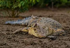 Tourist Entry Halted at Bhitarkanika National Park From Jan 8–10 for Annual Crocodile Census