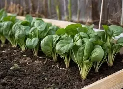 “Winter Spinach Gardening: Simple Tips for Fresh Homegrown Greens”