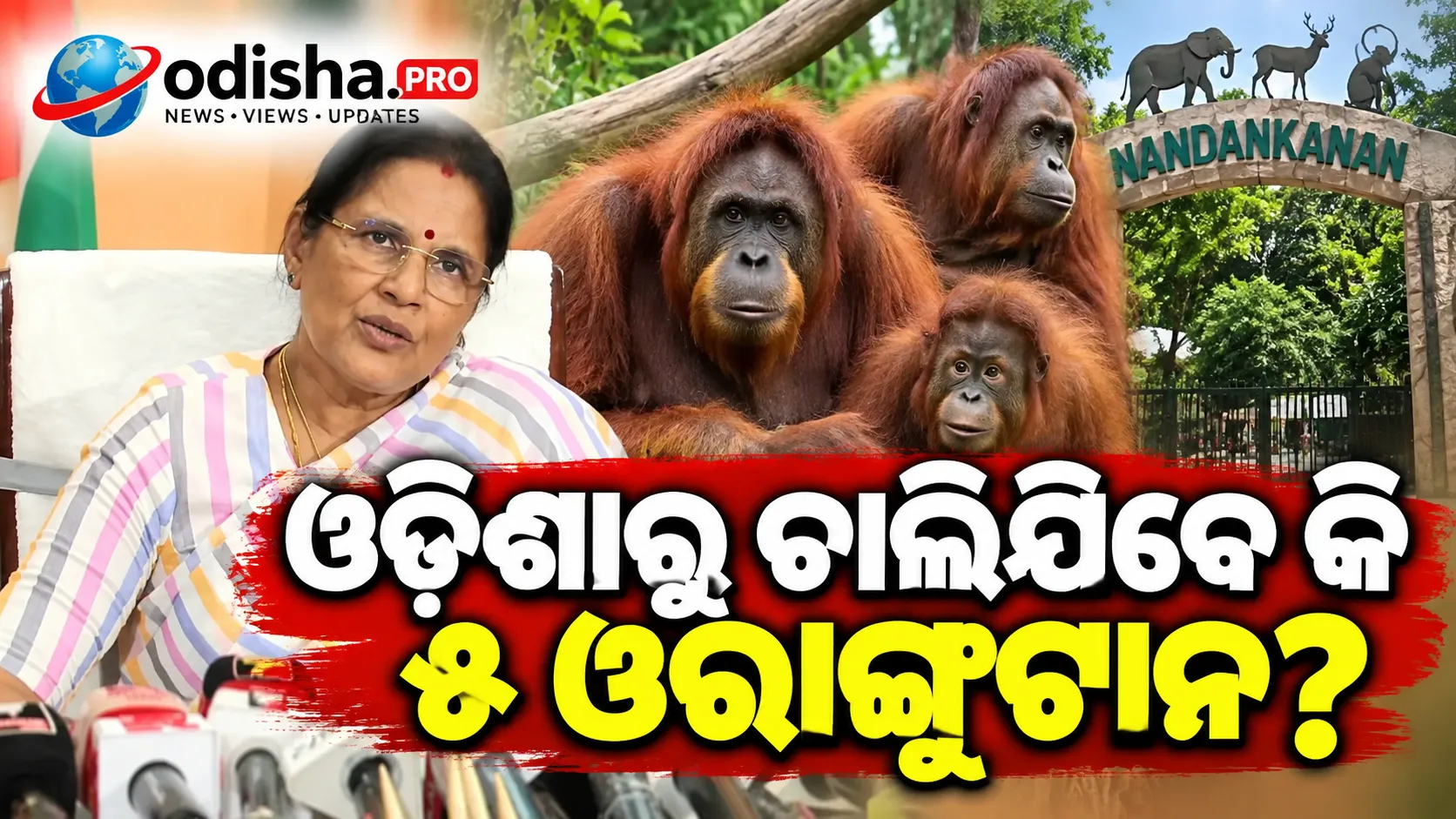 ଓଡ଼ିଶାରୁ ଚାଲିଯିବେ କି ୫ ଓରାଙ୍ଗୁଟାନ? ଉପମୁଖ୍ୟମନ୍ତ୍ରୀ ପ୍ରଭାତୀ ପରିଡ଼ା ଦେଲେ ଜବାବ