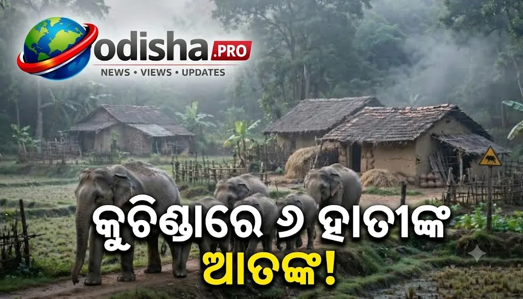 କୁଚିଣ୍ଡାରେ ୬ ହାତୀଙ୍କ ଆତଙ୍କ: ହାତୀ ଆକ୍ରମଣରେ ମହିଳା ମୃତ, ଅଞ୍ଚଳରେ ଭୟ