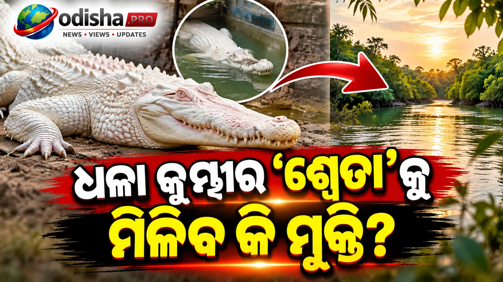 ୭ ବର୍ଷ ଧରି ଏକାକୀ ଧଳା କୁମ୍ଭୀର ‘ଶ୍ୱେତା’! ନଦୀରେ ଛାଡ଼ିବାକୁ ଉଠିଲା ଦାବି