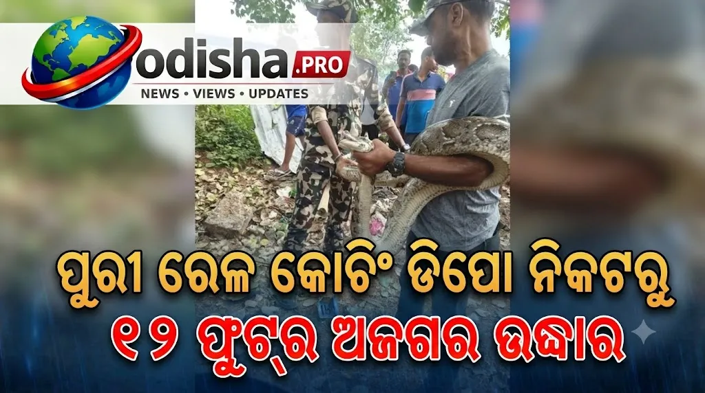 ପୁରୀ ରେଳ କୋଚିଂ ଡିପୋ ନିକଟରୁ ୧୨ ଫୁଟ୍‌ର ଅଜଗର ଉଦ୍ଧାର, ଜାଣିଶୁଣି ଛଡ଼ାଯାଇଥିଲା କି ସାପ?