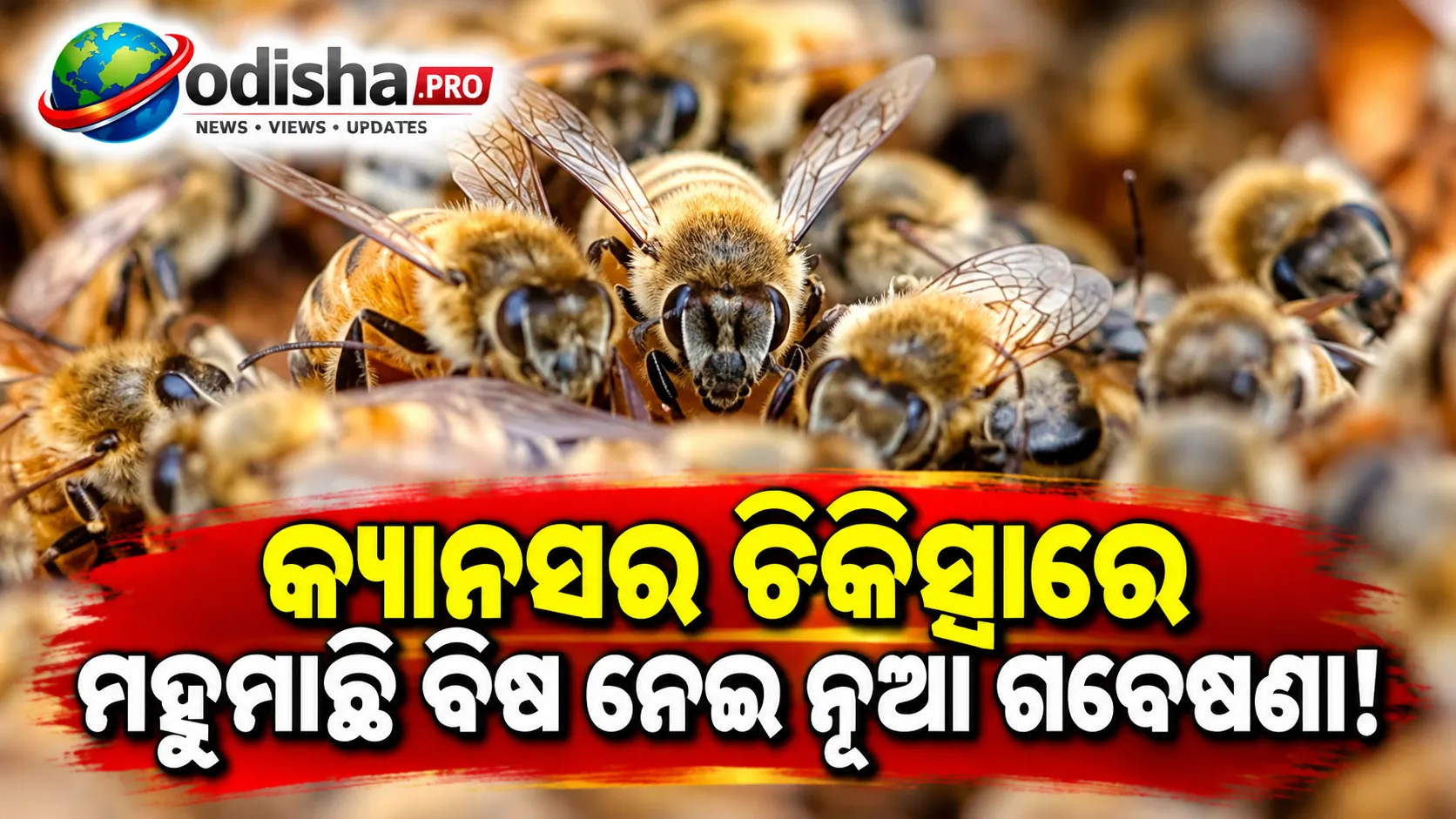 ସ୍ତନ କ୍ୟାନସର ଚିକିତ୍ସାରେ ମହୁମାଛି ବିଷର ସମ୍ଭାବନା, ଲ୍ୟାବ୍ ଅଧ୍ୟୟନରେ ମିଳିଛି ଆଶାଜନକ ଫଳ