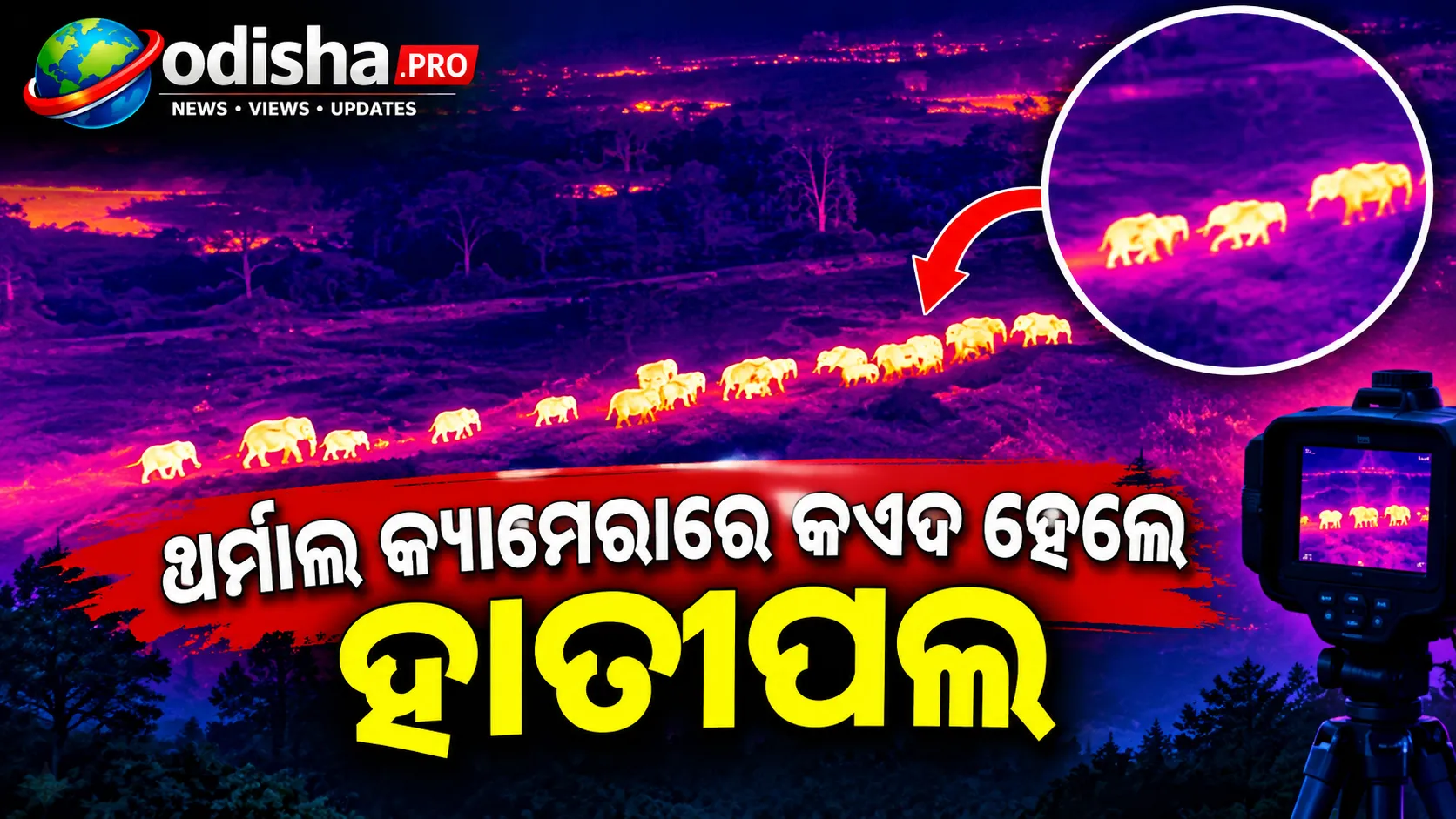 ଥର୍ମାଲ କ୍ୟାମେରାରେ କଏଦ ହେଲେ ଜଙ୍ଗଲରେ ହାତୀପଲ, ଭିଡିଓ ଶେୟାର କଲା ବନ ବିଭାଗ