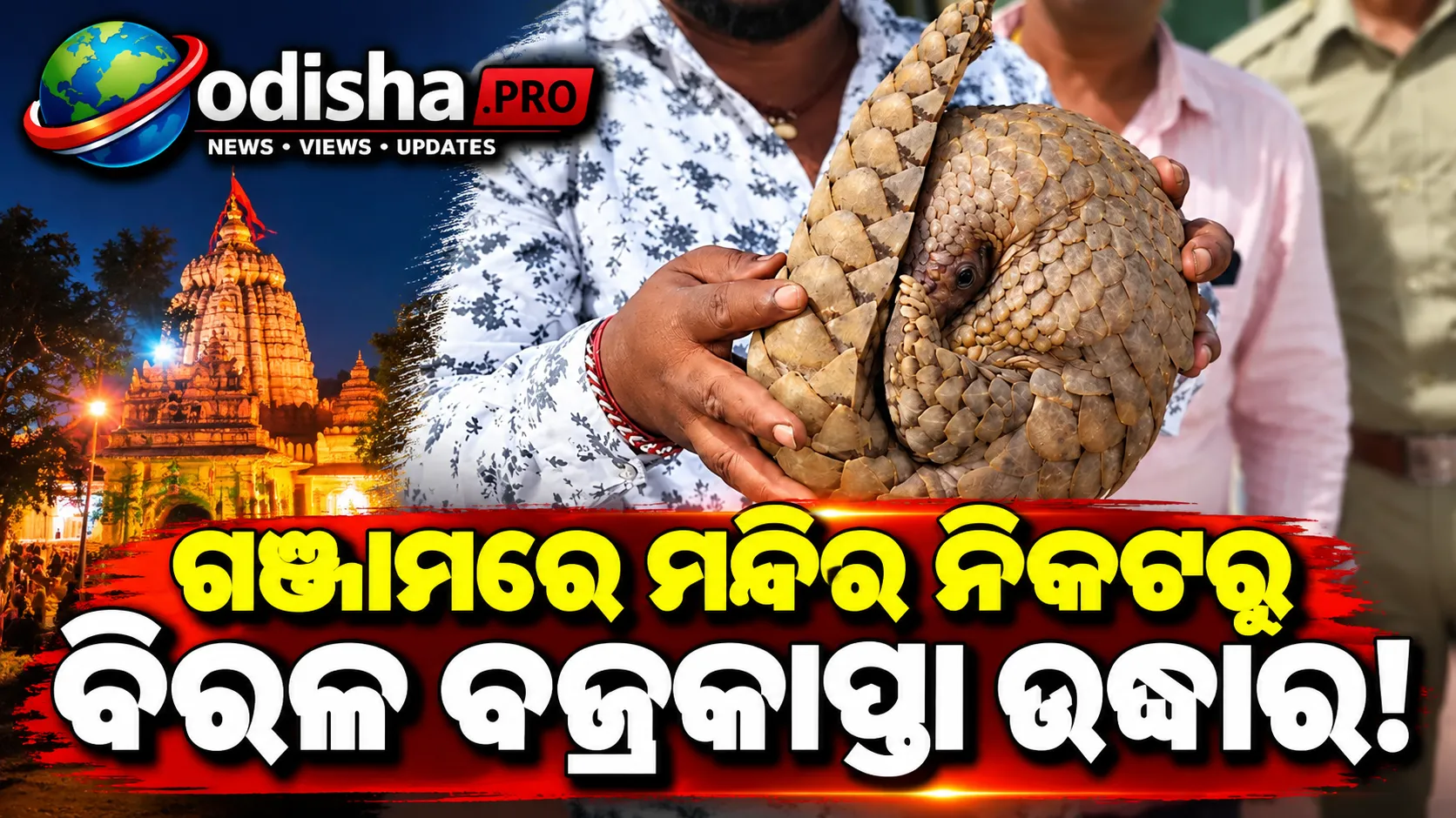 ବିଳମ୍ବିତ ରାତିରେ ମନ୍ଦିର ନିକଟରେ ବୁଲୁଥିଲା ବିରଳ ବଜ୍ରକାପ୍ତା, ଉଦ୍ଧାର କଲେ ଯୁବକ