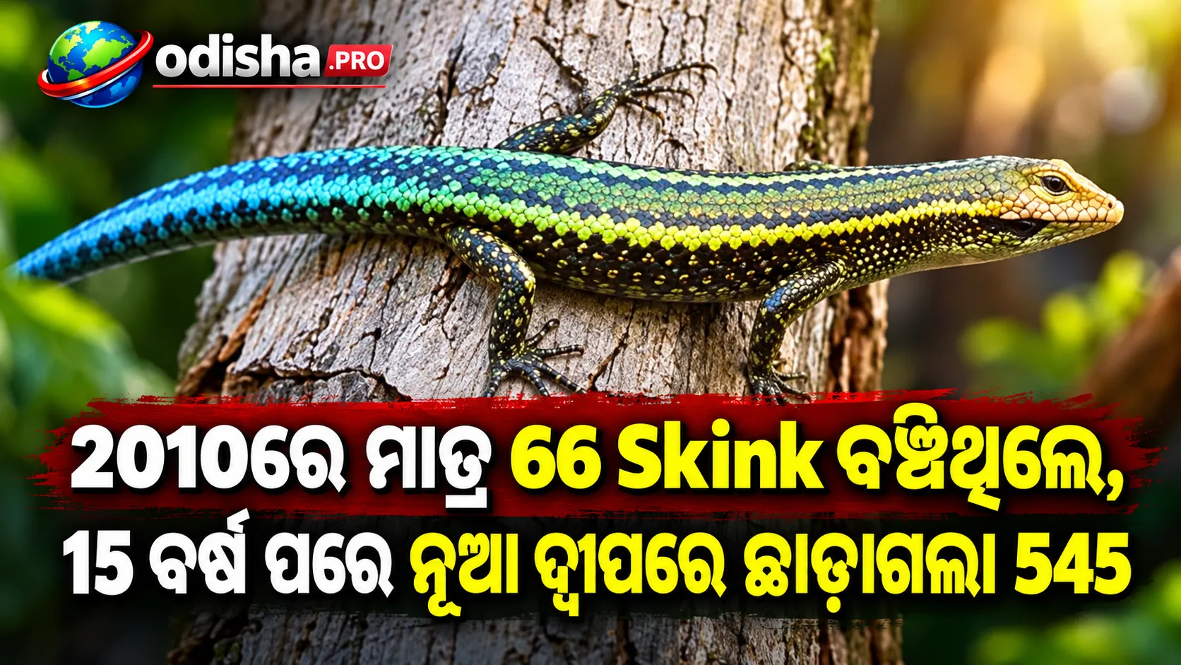 2010ରେ ବଞ୍ଚିଥିଲେ ମାତ୍ର 66 Blue-Tailed Skink, 15 ବର୍ଷ ପରେ ନୂଆ ଦ୍ୱୀପରେ ଛାଡ଼ାଗଲା 545