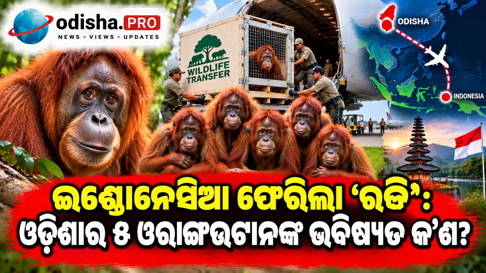 ଇଣ୍ଡୋନେସିଆ ଫେରିଲା ‘ରକି’: ଓଡ଼ିଶାର ୫ ଓରାଙ୍ଗଉଟାନଙ୍କ ଭବିଷ୍ୟତ କ’ଣ?