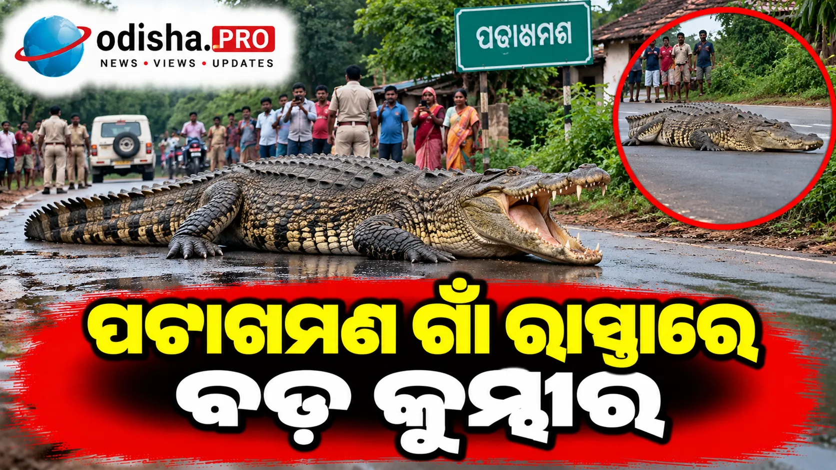 ପଟାଖମଣ ଗାଁ ରାସ୍ତାରେ ବଡ଼ କୁମ୍ଭୀର, ଭୟଭୀତ ଲୋକେ; ଉଦ୍ଧାର ପାଇଁ ବନ ବିଭାଗର ଉଦ୍ୟମ