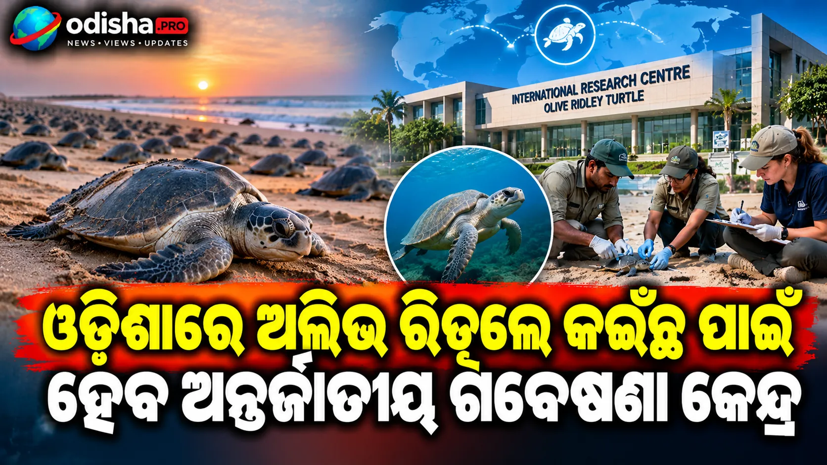 ଓଡ଼ିଶାରେ ଅଲିଭ୍ ରିଡ୍‌ଲେ କଇଁଛ ପାଇଁ ହେବ ଅନ୍ତର୍ଜାତୀୟ ଗବେଷଣା କେନ୍ଦ୍ର