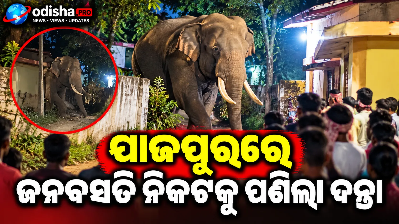 ଯାଜପୁରରେ ଜନବସତି ନିକଟକୁ ପଶିଲା ଦନ୍ତା, ଆତଙ୍କିତ ଲୋକେ; ଜଙ୍ଗଲ ବିଭାଗର ନଜରଦାରୀ