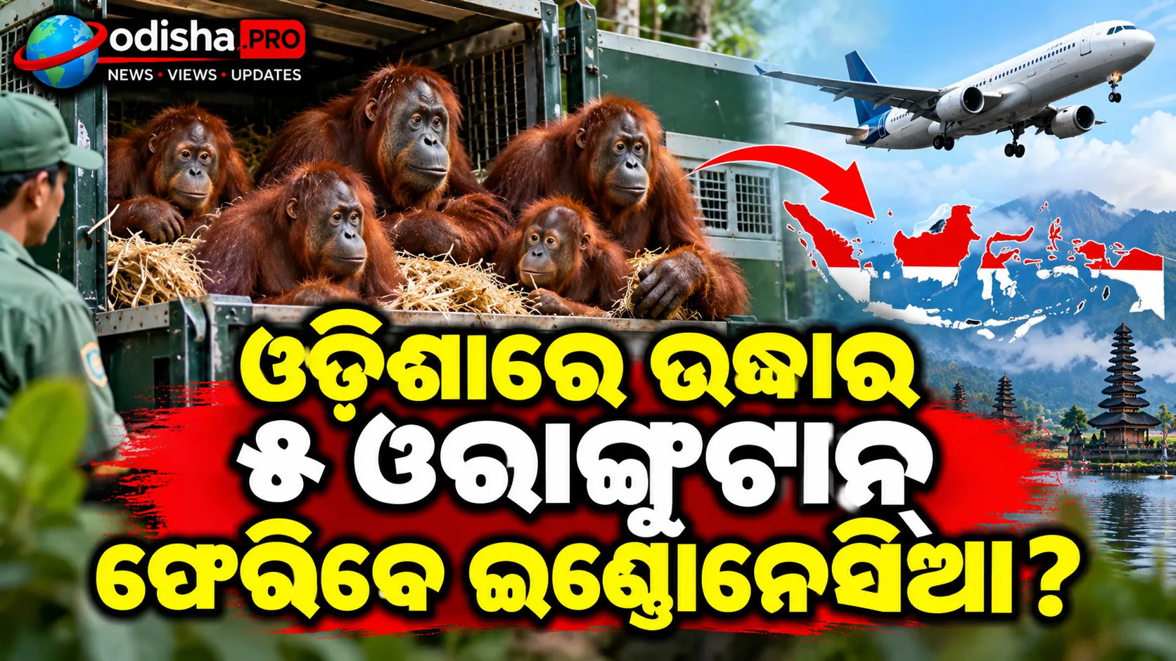 ଓଡ଼ିଶାରେ ଉଦ୍ଧାର ୫ ଓରାଙ୍ଗୁଟାନ୍‌ ଫେରିବେ ଇଣ୍ଡୋନେସିଆ? ନଭେମ୍ବରରେ ଆସିବେ ବିଶେଷଜ୍ଞ