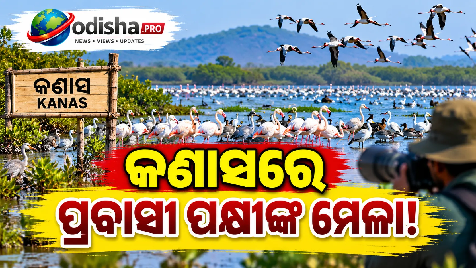 କଣାସରେ ହଜାର ହଜାର ପ୍ରବାସୀ ପକ୍ଷୀଙ୍କ ସମାଗମ, ବଢ଼ିଲା ପକ୍ଷୀପ୍ରେମୀଙ୍କ ଭିଡ଼