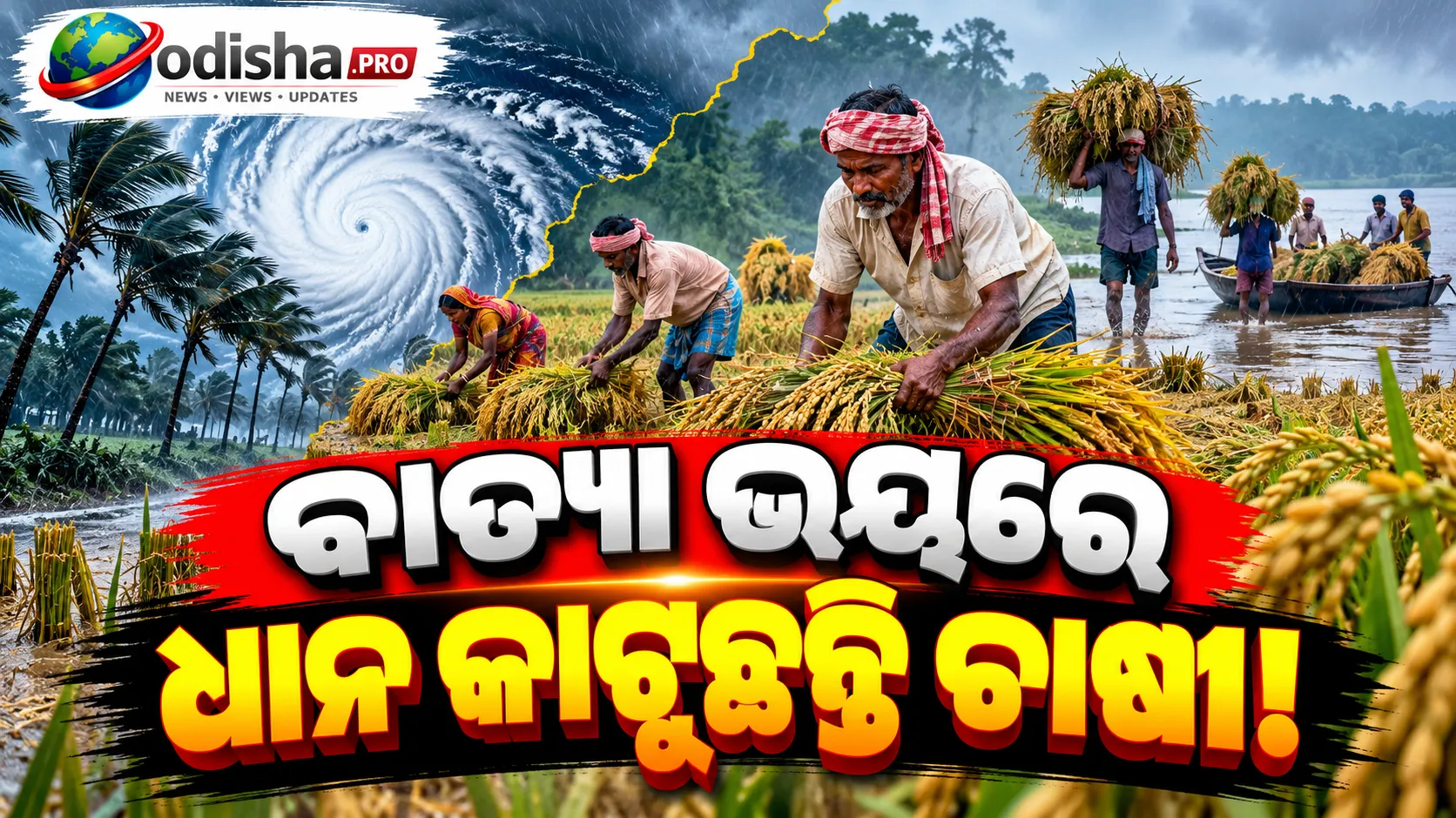 ବାତ୍ୟା ‘ଆର୍ଣ୍ଣବ’ ଭୟ: ଧାନ ପାଚିବା ପୂର୍ବରୁ କାଟୁଛନ୍ତି ମାଲକାନଗିରି ଚାଷୀ!