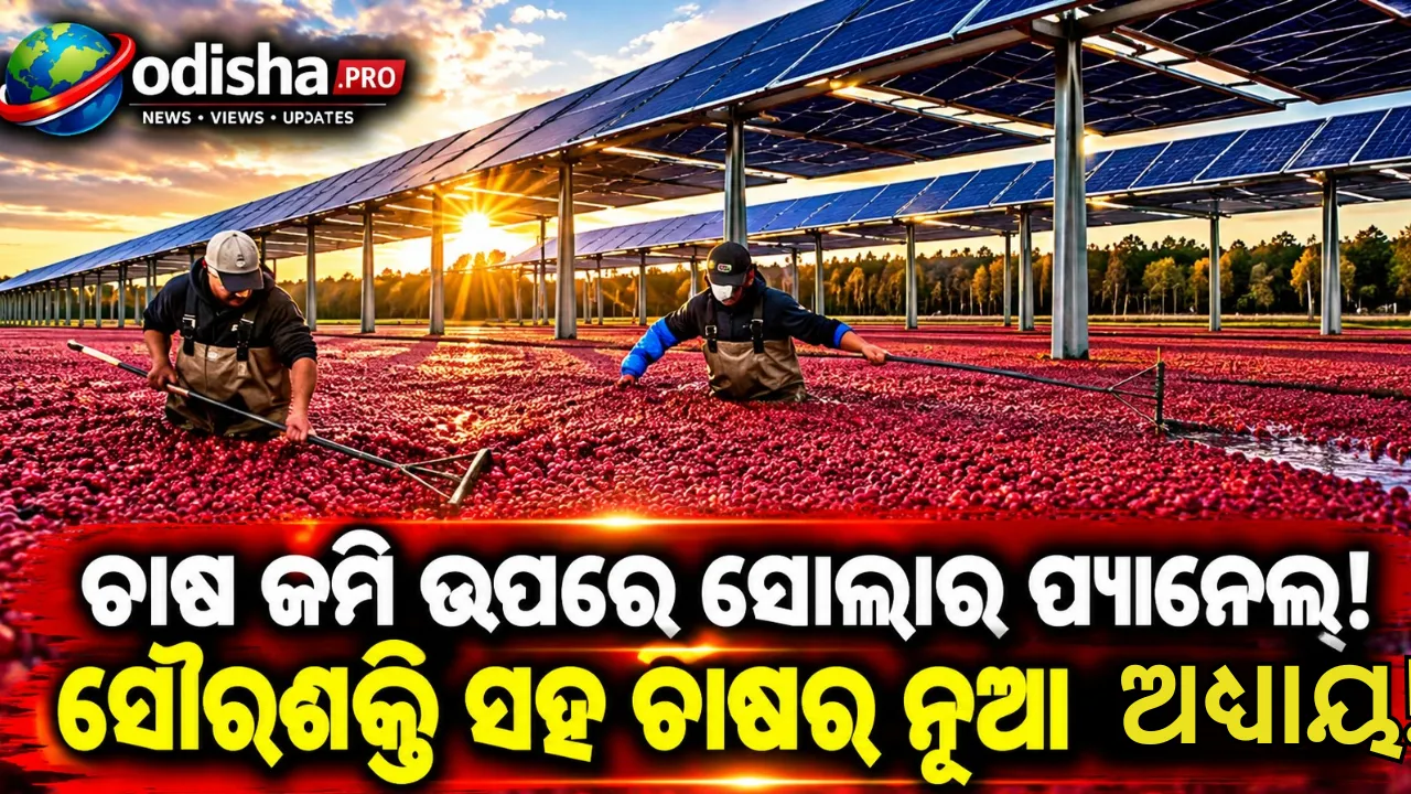 ଯେଉଁ ଜମିରେ ଚାଷ ବନ୍ଦ ହୋଇଥିଲା, ସେଠାରେ ଫେରିଲା ଚାଷ! କ୍ରାନ୍‌ବେରି କ୍ଷେତ ଉପରେ ସୋଲାର ପ୍ୟାନେଲ୍‌