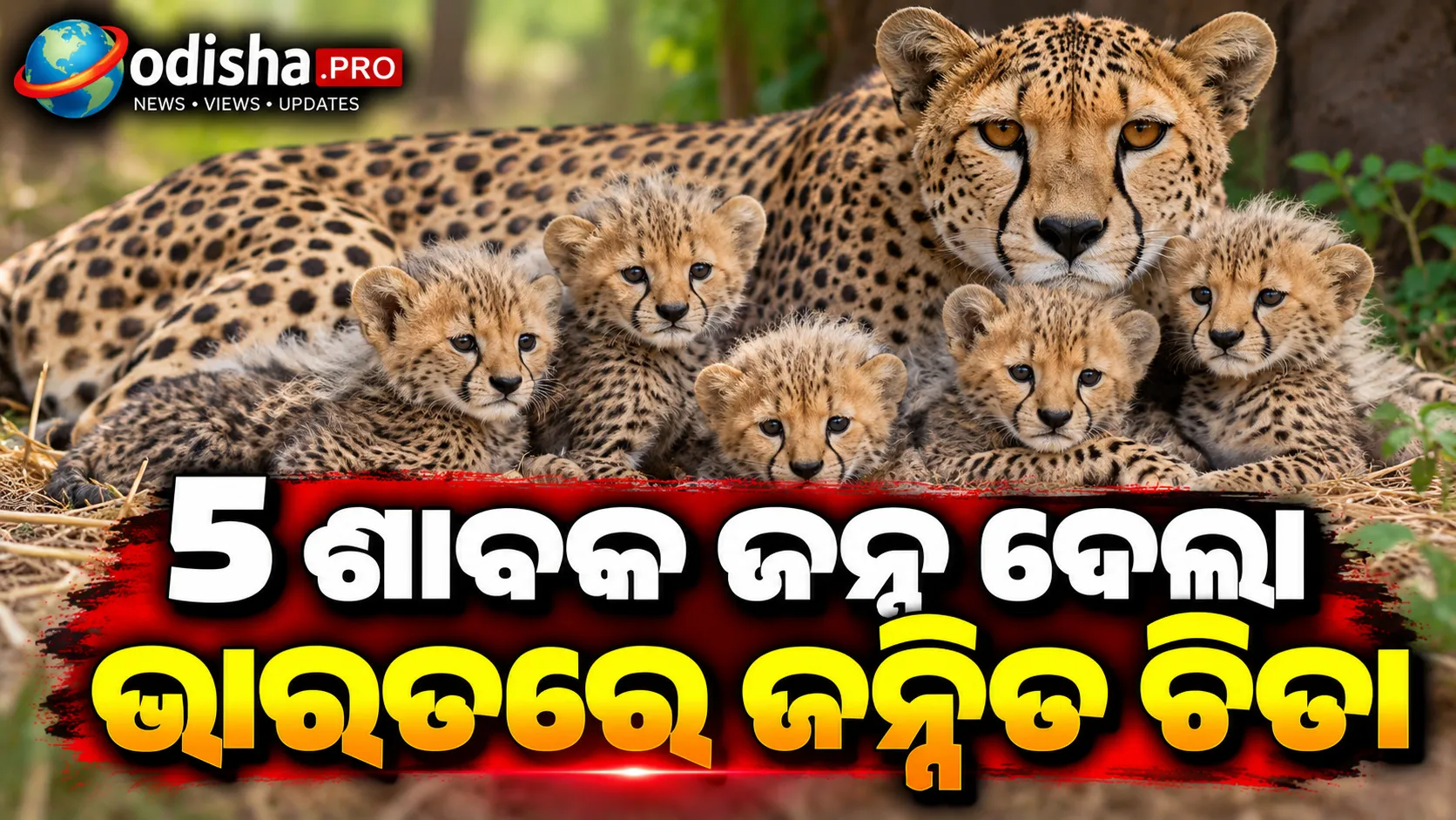 ଭୋପାଳ: କୁନୋରୁ ଆସିଲା ଖୁସି ଖବର, ୫ ଶାବକ ଜନ୍ମ ଦେଲା ଭାରତରେ ଜନ୍ମିତ ଚିତା; ୬୦କୁ ବଢ଼ିଲା ସଂଖ୍ୟା