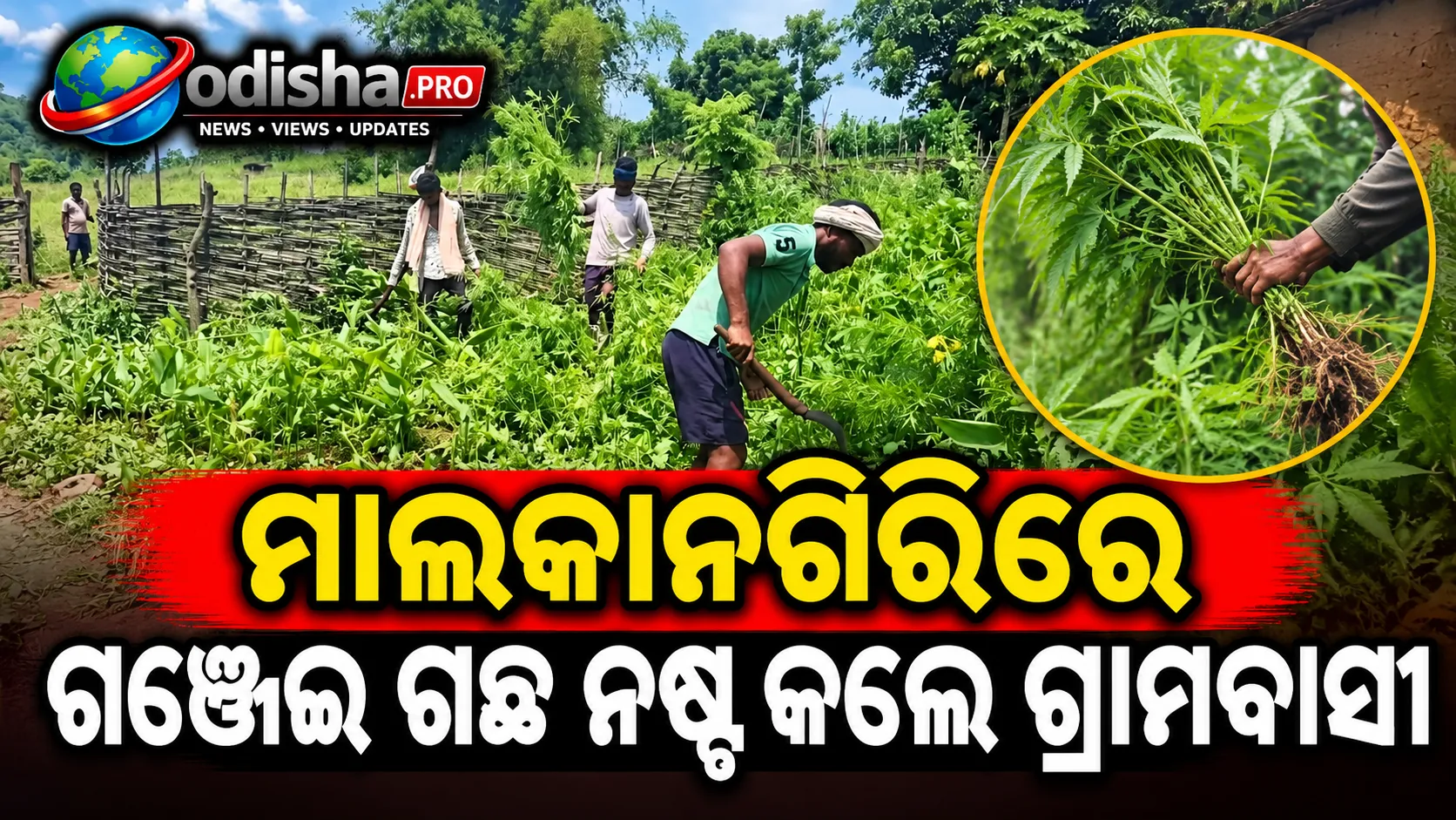 ମାଲକାନଗିରିରେ ଗଞ୍ଜେଇ ଗଛ ନଷ୍ଟ କଲେ ଗ୍ରାମବାସୀ, ଜୀବିକା ପାଇଁ ସରକାରଙ୍କ ସହାୟତା ଲୋଡ଼ିଲେ