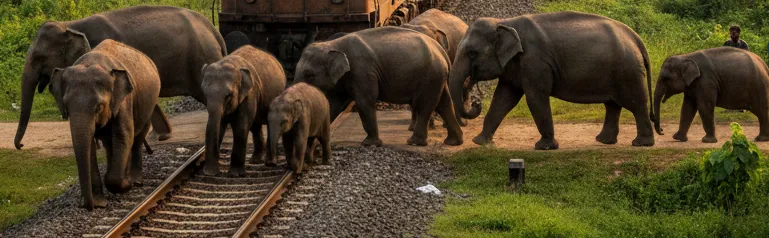 Goods Train Halted as Elephants Cross Railway Track in Odisha’s Keonjhar
