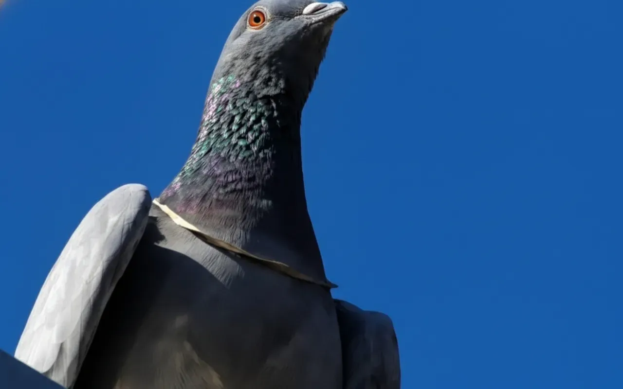 Pigeon Triggers Panic After Flying Off with Gold Chain Worth ₹1 Lakh in Rajasthan