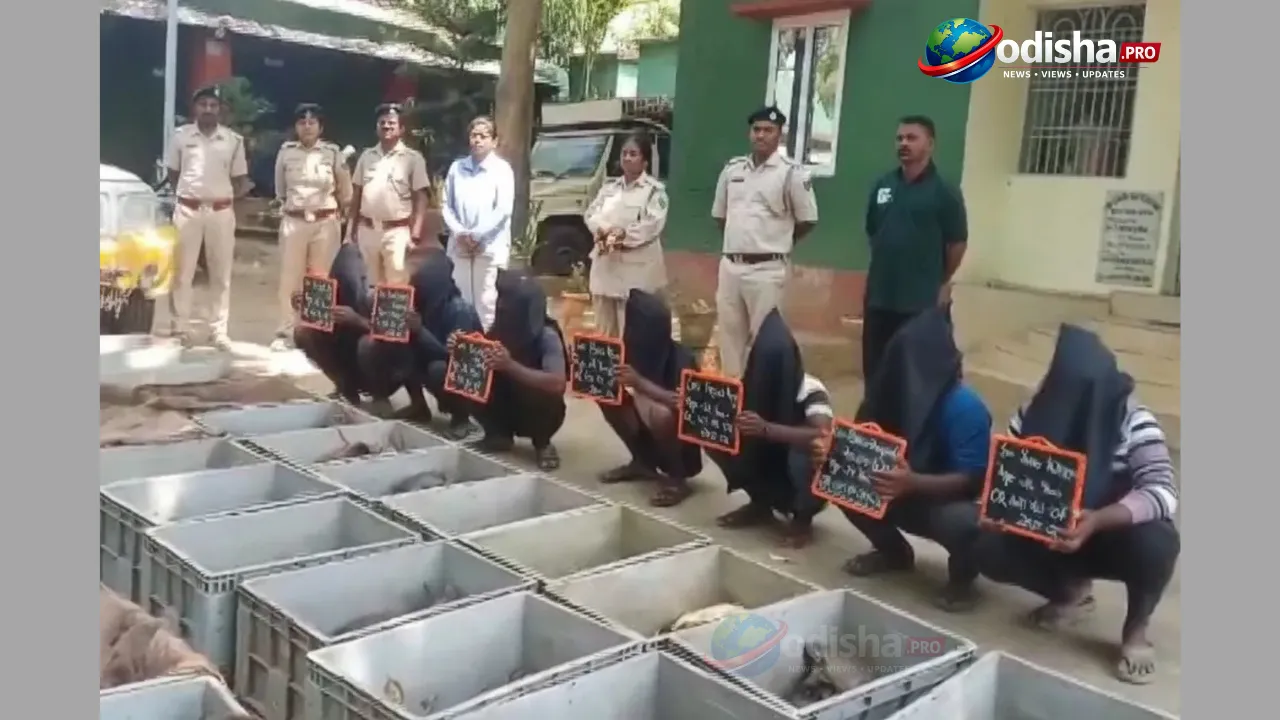631 Live Turtles Rescued in Odisha’s Malkangiri, Seven Arrested in Wildlife Trafficking Crackdown