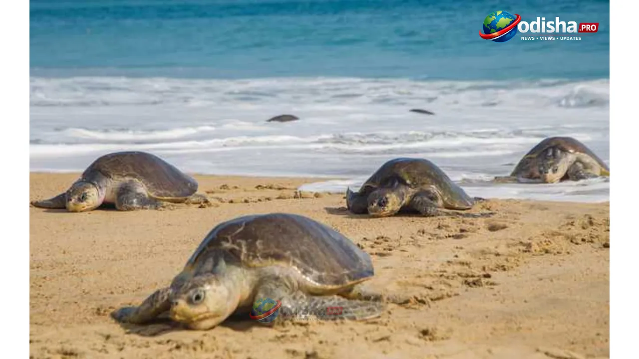 ରୁଷିକୁଲ୍ୟା ସମୁଦ୍ରତଟରେ ଓଲିଭ୍ ରିଡଲେ କଛପ ଙ୍କ ଗଣ ଡିମ୍ବପାତ ଆରମ୍ଭ