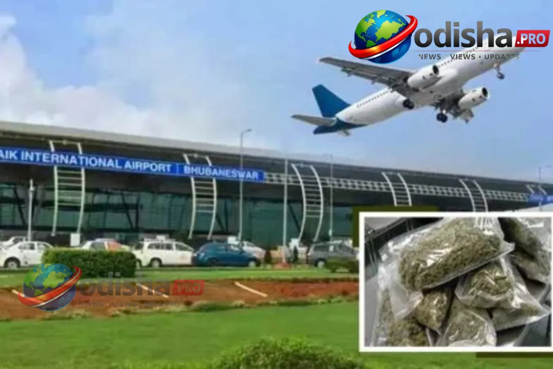 ଭୁବନେଶ୍ୱର ବିମାନବନ୍ଦରରେ ୬ କୋଟି ଟଙ୍କାର ଗାଞ୍ଜି ଜବତ, ୨ ଜଣ ଗିରଫ