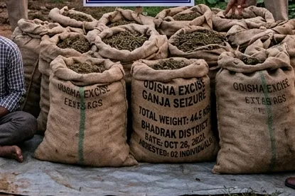 ଗଞ୍ଜେଇ ଚୋରାଚାଳାନ ଚେଷ୍ଟା ବିଫଳ: ବାଲେଶ୍ୱରକୁ ଯାଉଥିବା ୪୪ କେଜି ଗଞ୍ଜେଇ ଜବତ, ଦୁଇ ଗିରଫ