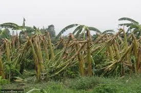 Kalbaisakhi storms Ravage Banana Crops Worth Lakhs in Nayagarh