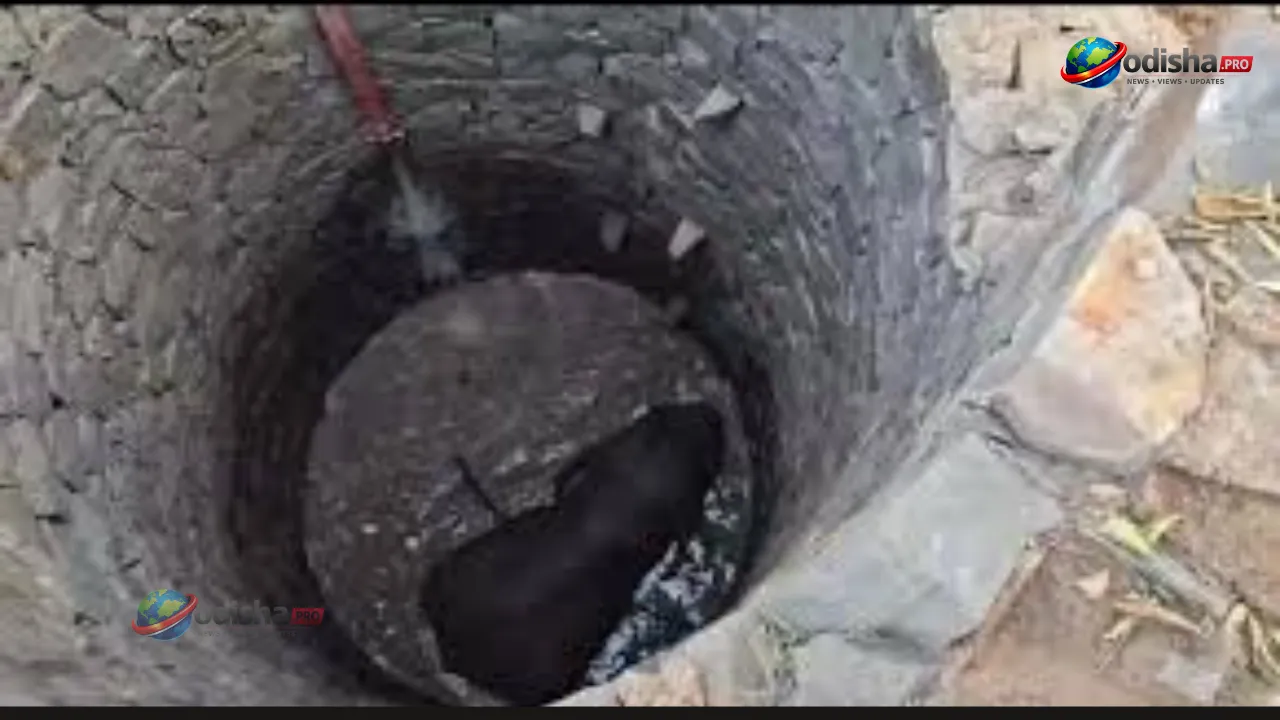 Elephant Rescued from 30-Foot Well in Keonjhar Using Archimedes’ Principle
