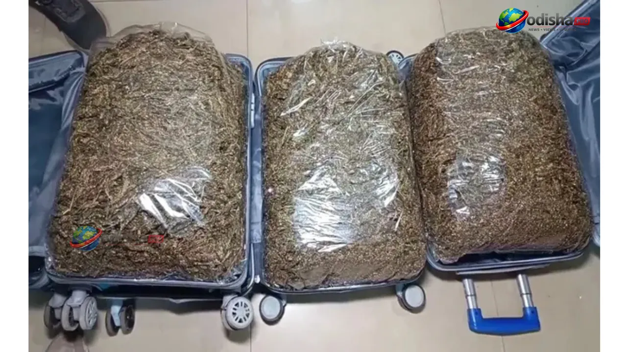 Bhadrak Police Bust Ganja Smuggling Racket, 24 Kg Cannabis Seized Near Charampa Railway Station