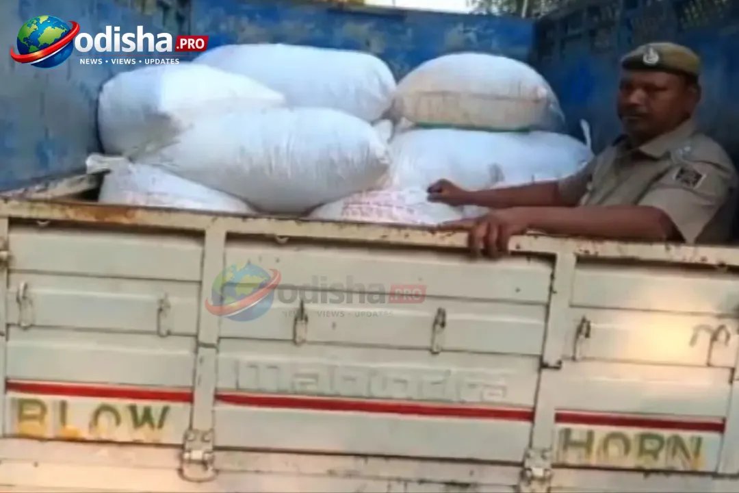 586 Kg Cannabis Seized from Vegetable-Laden Pickup Van in Rayagada, One Arrested