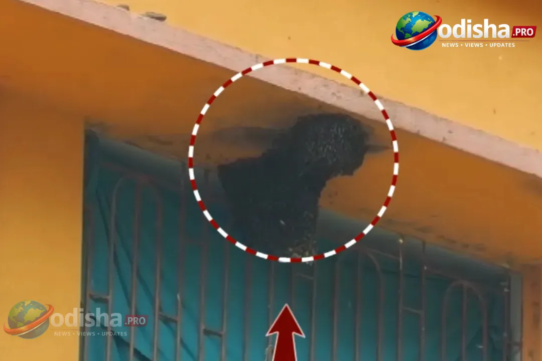 ଓଡ଼ିଶାର ଏକ ସ୍କୁଲରେ ମହୁମାଛି ଆକ୍ରମଣ: ୩ ଶିକ୍ଷକ ଆହତ