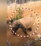 ହାତୀ ଆକ୍ରମଣରେ ଯୁବକଙ୍କ ମୃତ୍ୟୁ: ଖୋର୍ଦ୍ଧାରେ ଆତଙ୍କ