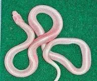 ଭଦ୍ରକରେ ଦୁର୍ଲଭ ଧଳା ସାପ ଉଦ୍ଧାର, ଚିକିତ୍ସା ପାଇଁ ନନ୍ଦନକାନନକୁ ପଠାଯିବ