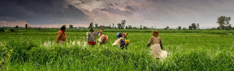 କମ୍ ବର୍ଷା ଆଶଙ୍କା ଓ ପଶ୍ଚିମ ଏସିଆ ସଂଘର୍ଷର ପ୍ରଭାବ: ଭାରତୀୟ କୃଷି ଭବିଷ୍ୟତ ଉପରେ ଅନିଶ୍ଚିତତା