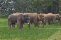 ମହୁଲ ଫୁଲ ସଂଗ୍ରହ ବେଳେ ଗୋଠଛଡ଼ା ଦନ୍ତା ହାତୀ ଆକ୍ରମଣ : କେନ୍ଦୁଝରରେ ବୃଦ୍ଧ ଗୁରୁତର